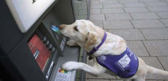 Guide dog trained to use the automatic teller machine, Great Britain