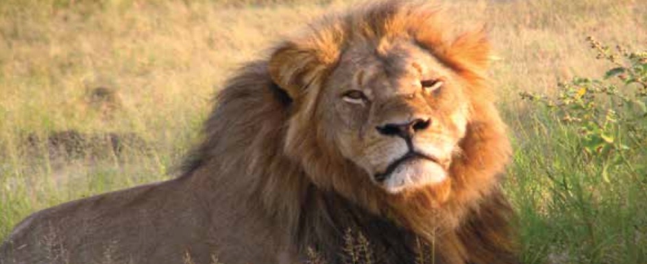 A lion