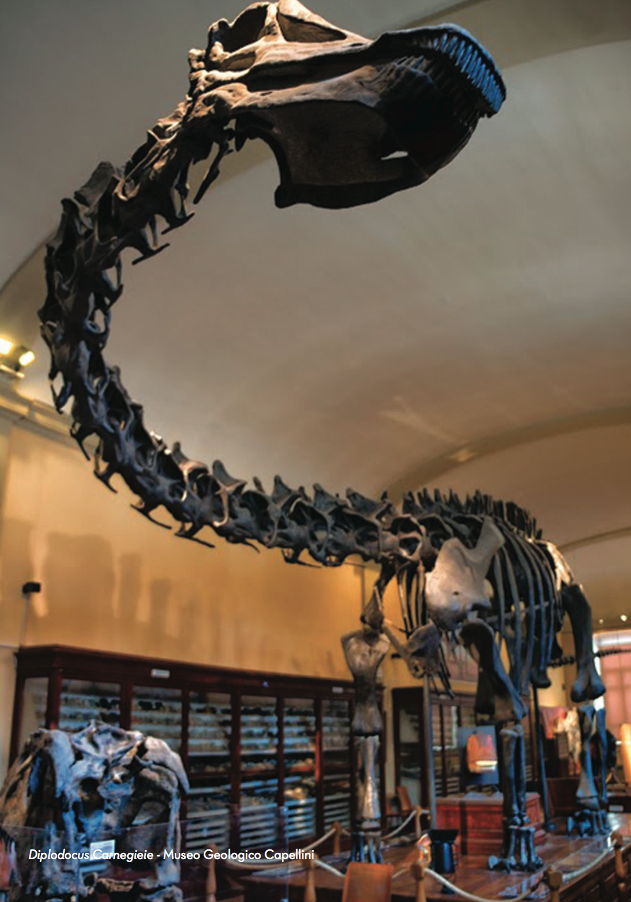 Diplodocus Carnegieie - Capellini Geological and Paleontological Museum