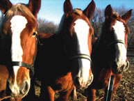 Close shot of horses