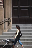 Dalmatian strolling downtown