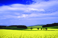 Immagine pianura