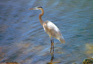 Picture of a grey heron