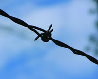 Picture - Barbed wire