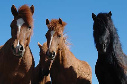 Foto - Gruppo di cavalli