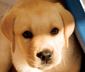 Picture of a Labrador puppy