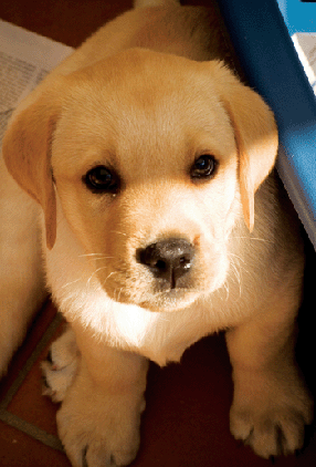Picture of a Labrador puppy