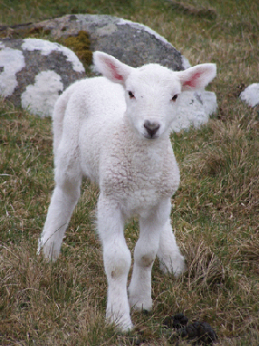 Picture of a lamb