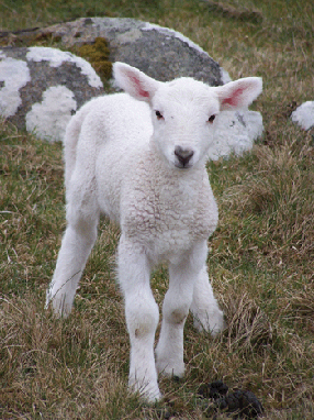 Foto - Agnello