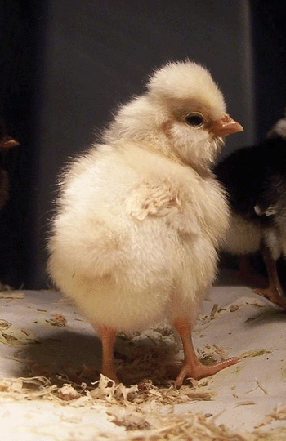 Picture of a chick