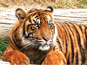 Picture of a tigre
