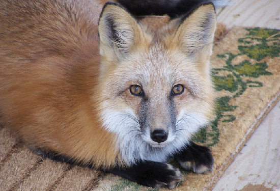 Picture of a fox