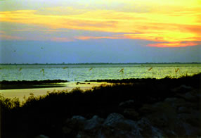 Picture - Valli di Comacchio 