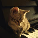 Foto - Un gattino sopra un pianoforte