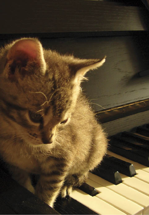 Foto - Un gattino sopra un pianoforte