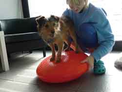 Picture - Small dog during a rehabilitation session