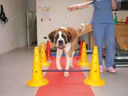 Picture - St. Bernard simulating a walk to reactivate the limb muscles
