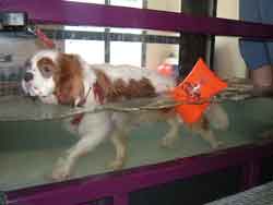 Picture - King Cavalier walking in a water tank 