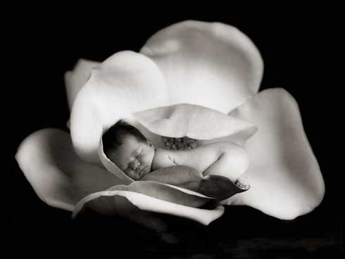 Foto - Neonato dentro petali