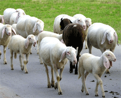Foto - Gregge di pecore