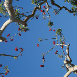 Picture - Tree typical of California