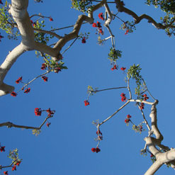 Foto - Albero caratteristico della zona californiana