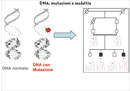 Image - The presence of a mutation in a gene of an individual's DNA determines the presence of a genetic disease. In the right part of the figure, it is possible to see how a mutation, present in heterozygous carriers, both parents who are first cousins, is transmitted from them to affected children who consequently end up homozygous carriers because of the mutation, and not to healthy children.
