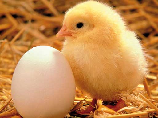 Picture - Chick with an egg
